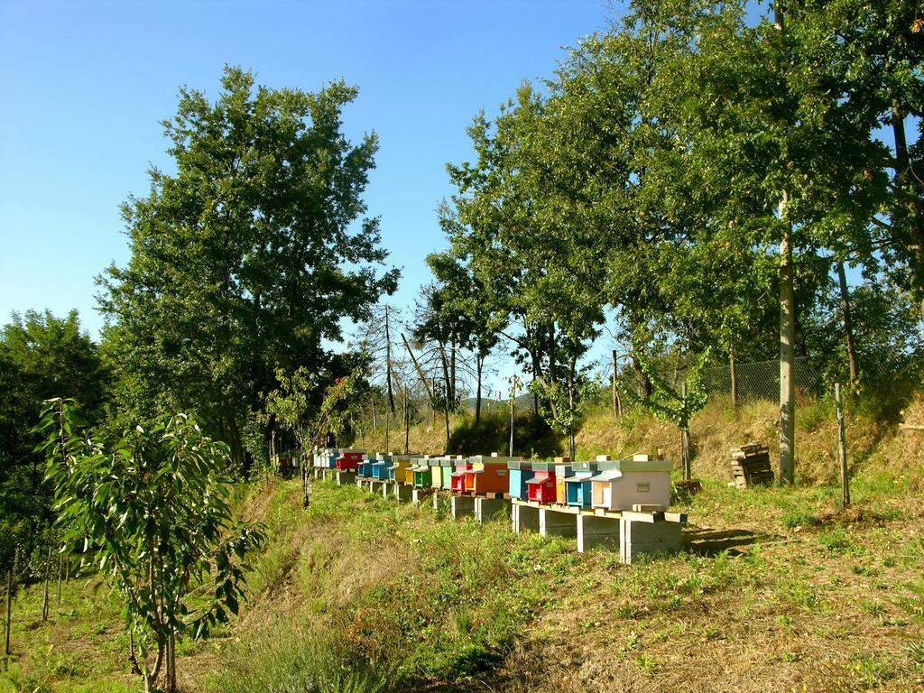 Agriturismo Angio Nel Cere Bed & Breakfast Bracelli Exterior photo